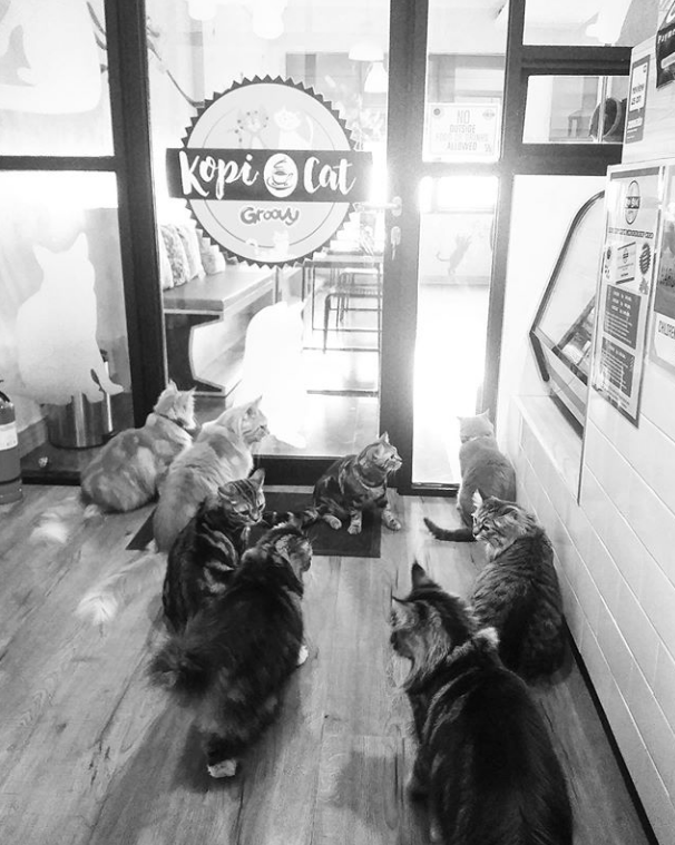 Kopi Cat Cafe