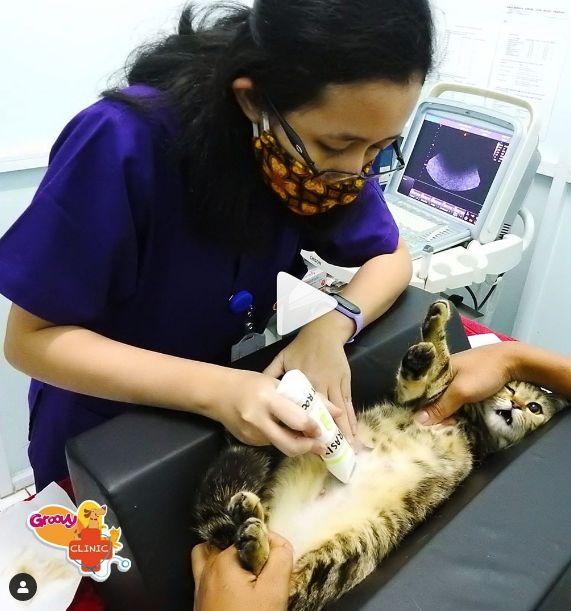 Pemeriksaan Kehamilan dan USG Kucing di Groovy Vet Care