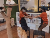 Kopi Cat Cafe