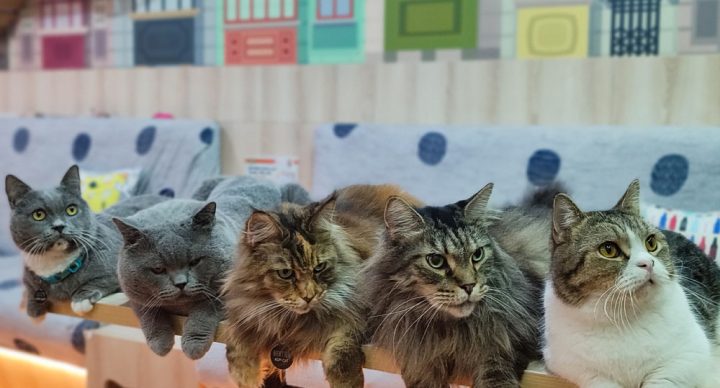 Kucing Lucu di Kopi Cat Cafe Bintaro
