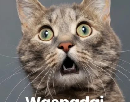 Kenapa kucing suka menjilat diri sendiri