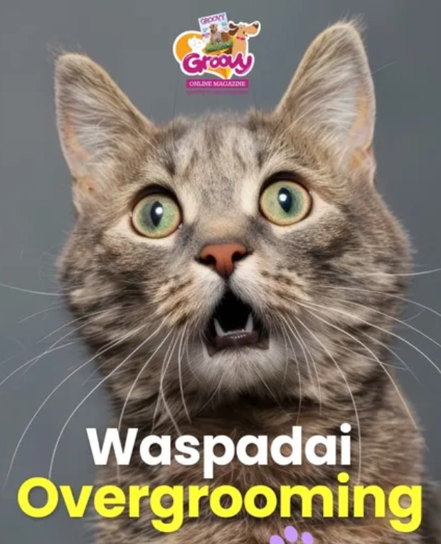 Kenapa kucing suka menjilat diri sendiri