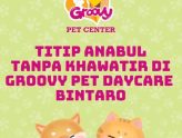 Titip Anabul di Groovy Pet Daycare Bintaro!