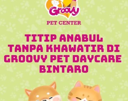 Titip Anabul di Groovy Pet Daycare Bintaro!