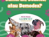 Kenali Penyakit Kulit Anabul