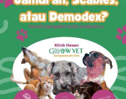 Kenali Penyakit Kulit Anabul