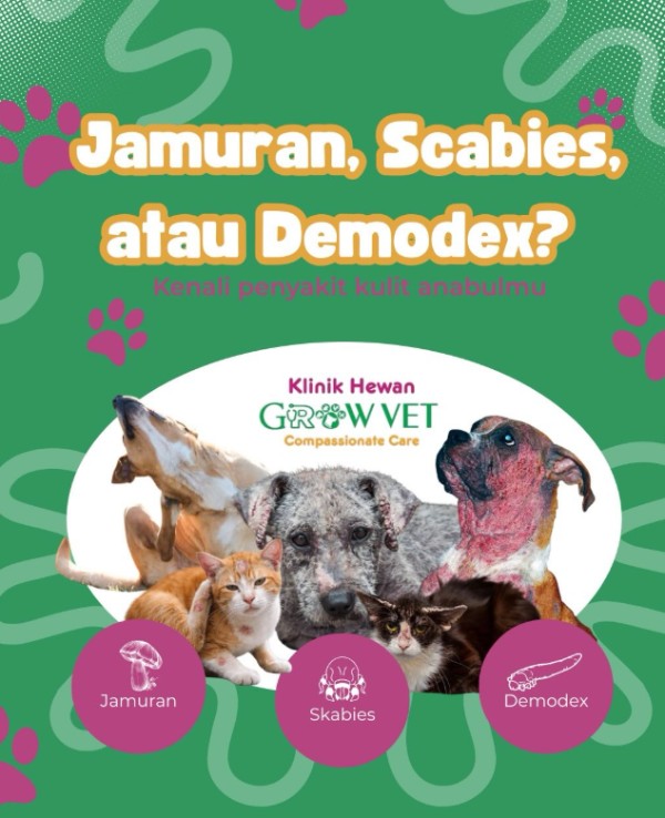 Kenali Penyakit Kulit Anabul