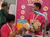 Groovy Day 2 at IIPE 2026 was another paw-some one!